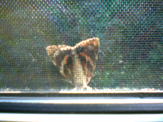 brown and orange moth view 1