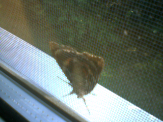 brown and orange moth view 2