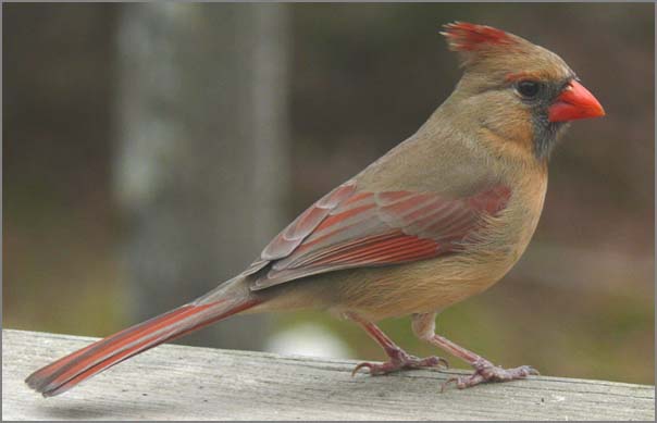 cardinal-female-wikipedia.jpg